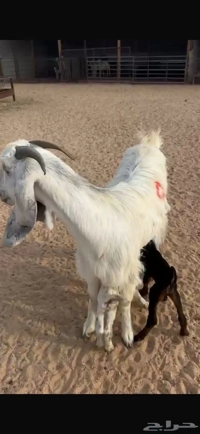 عنز متبع 2