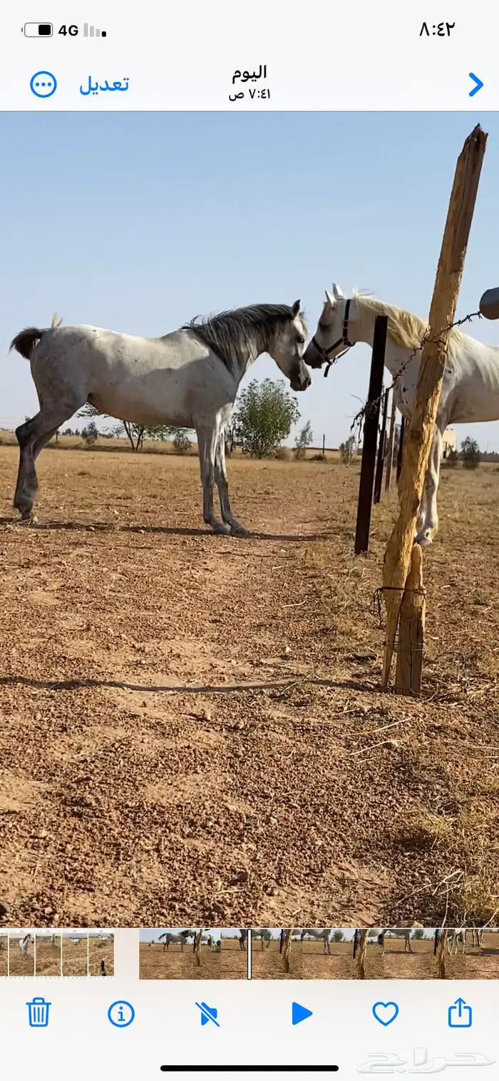 للبيع فرس شعبيه شيخه عمرها 5 سنوات 6
