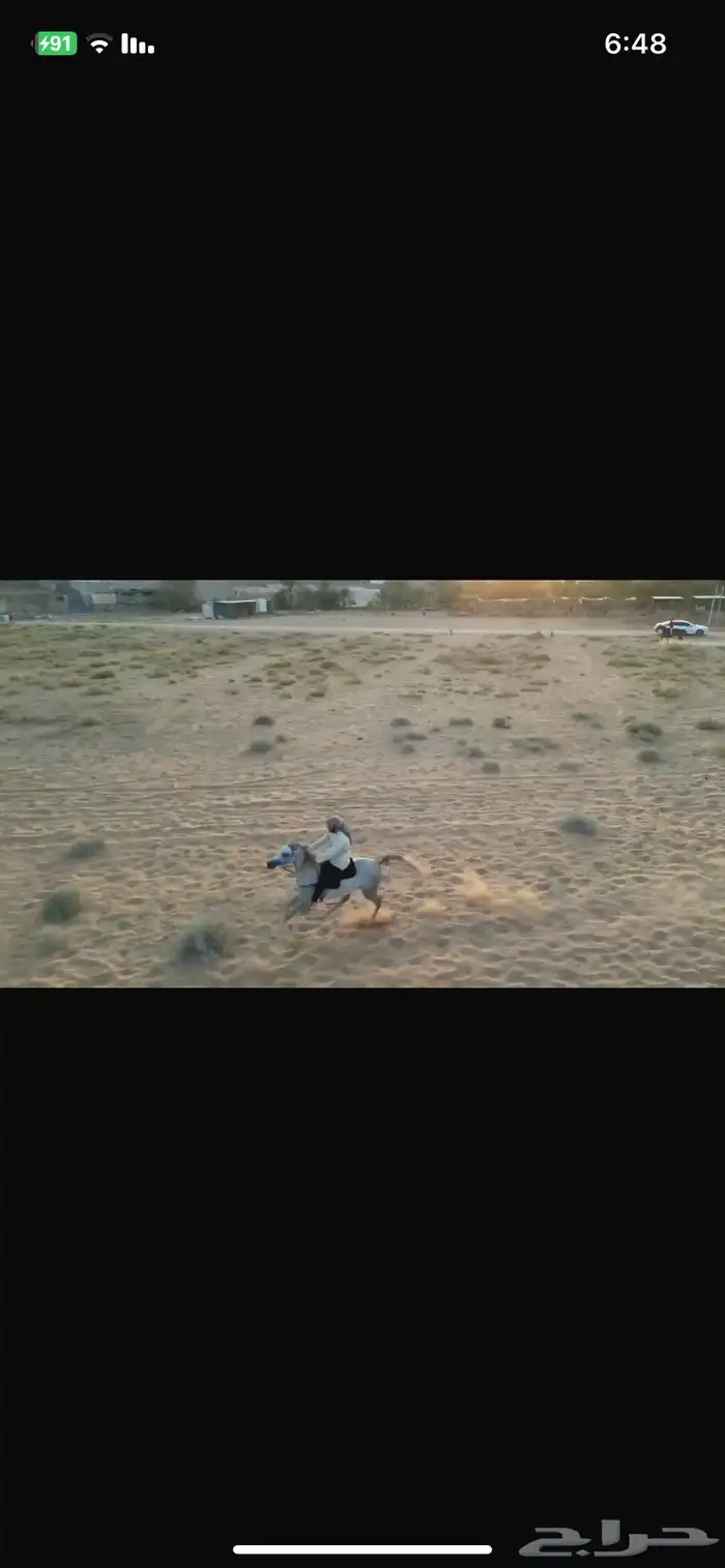 ايواء الخيل داخل بريدة 3