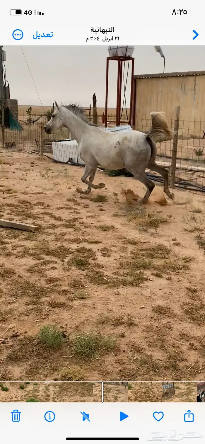 للبيع فرس شعبيه شيخه عمرها 5 سنوات 1