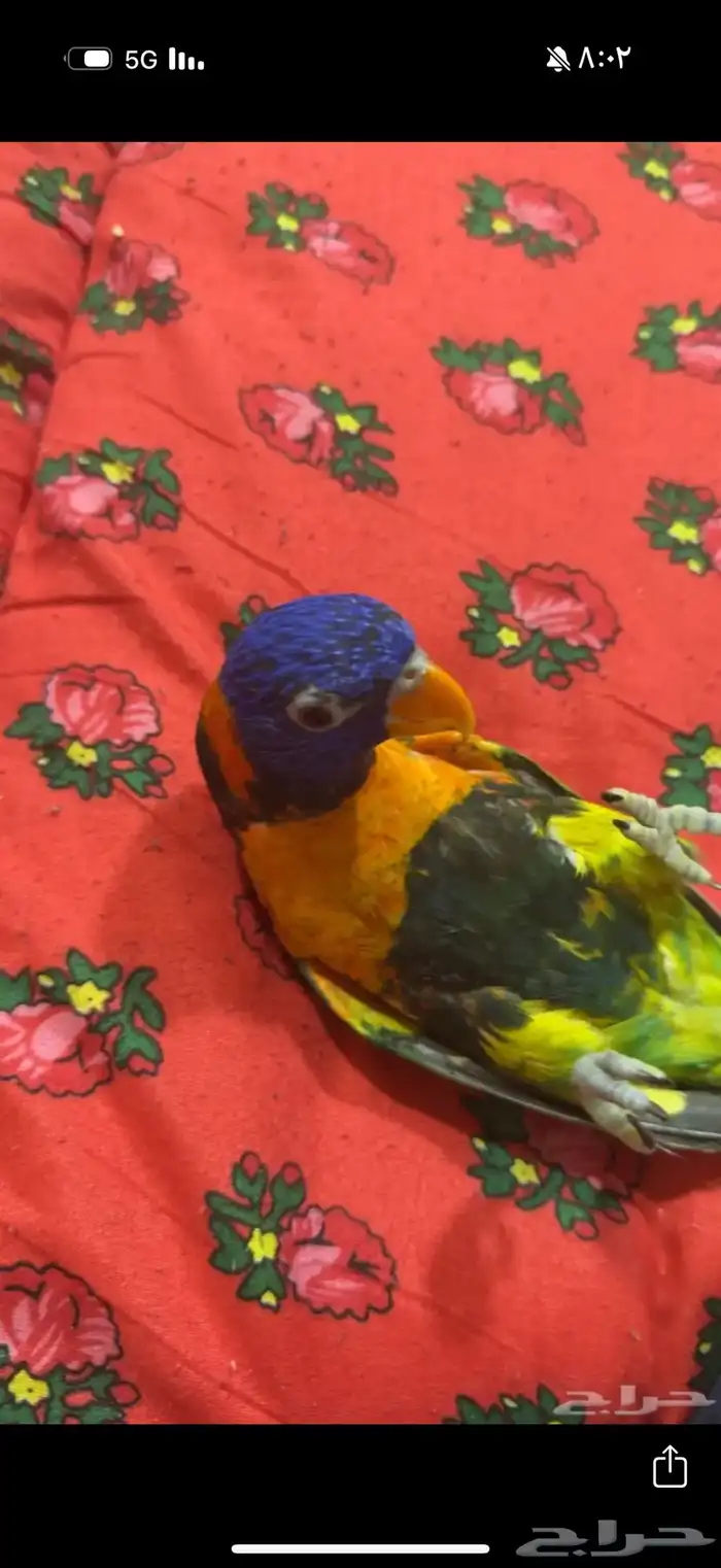 ببغاء لوري 2