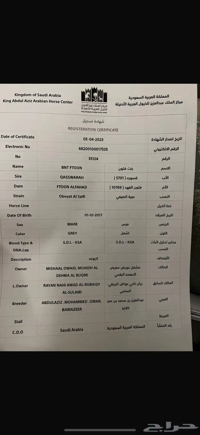 فرس عربيه بوراق 3