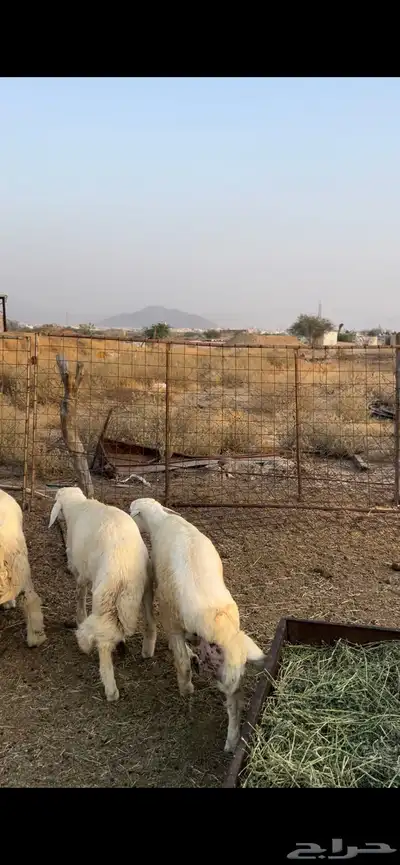 طليان حري 1