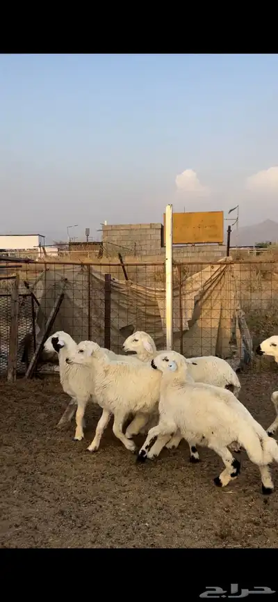 طليان حري 0