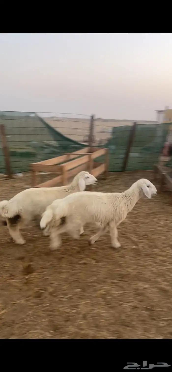 ذبائح للبيع 2