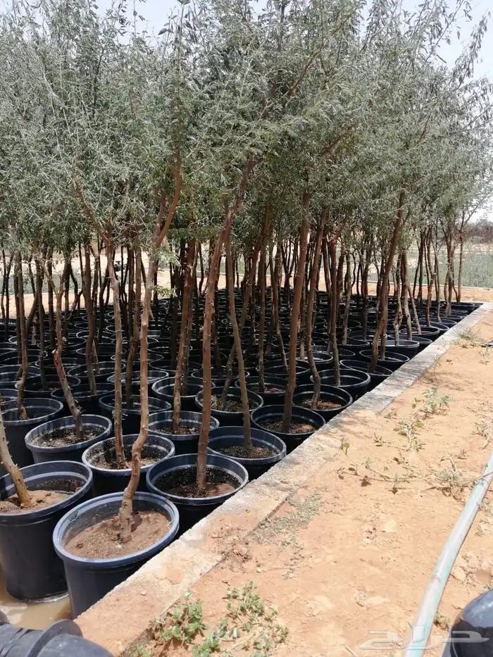 قرض افريقي وطلح السيال سماكة من 1 الى 2 بوصة البيع بالجملة 0