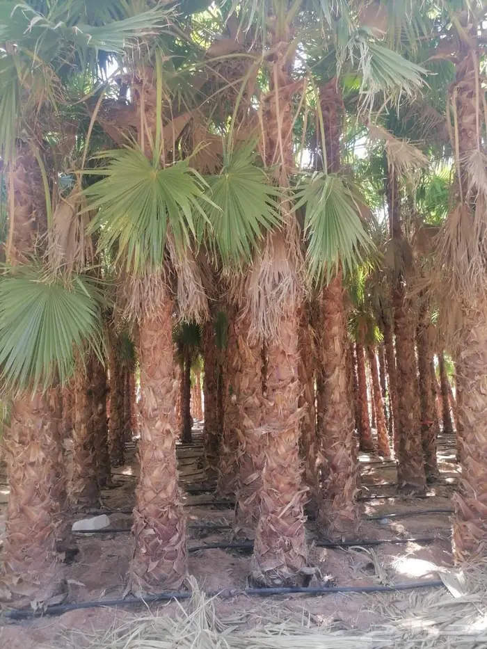 نخل واشنطوني 3