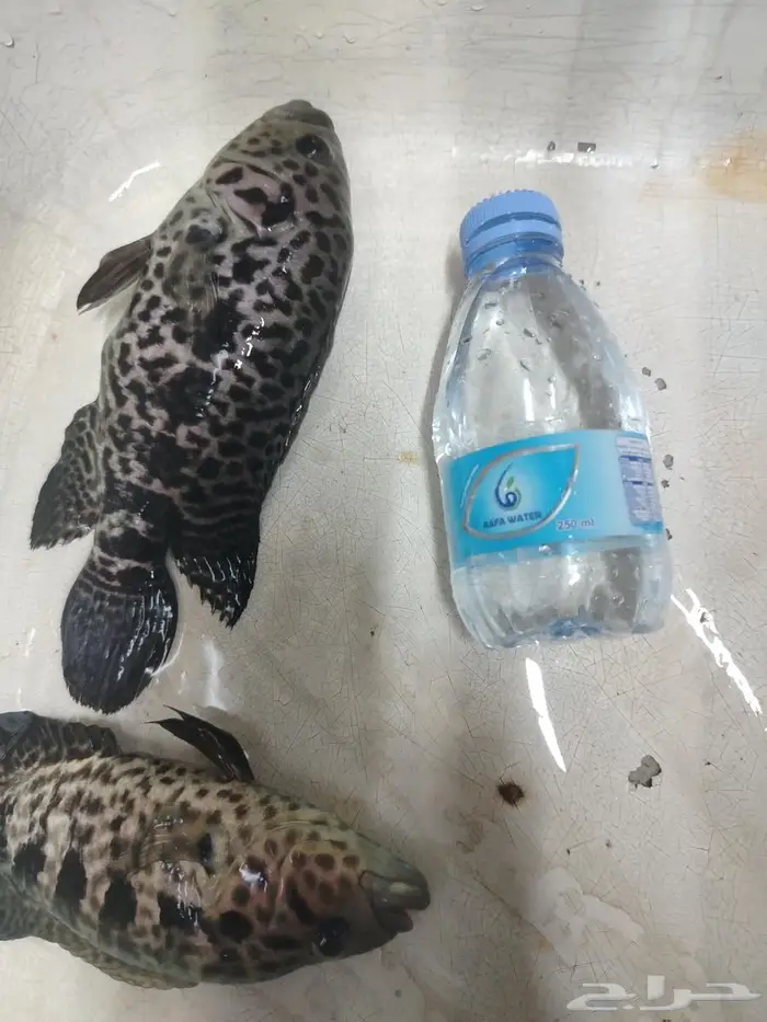 سمك زينة 2