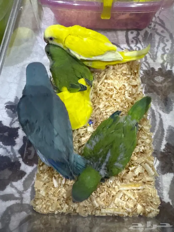 فروخ كويكر للبيع 0