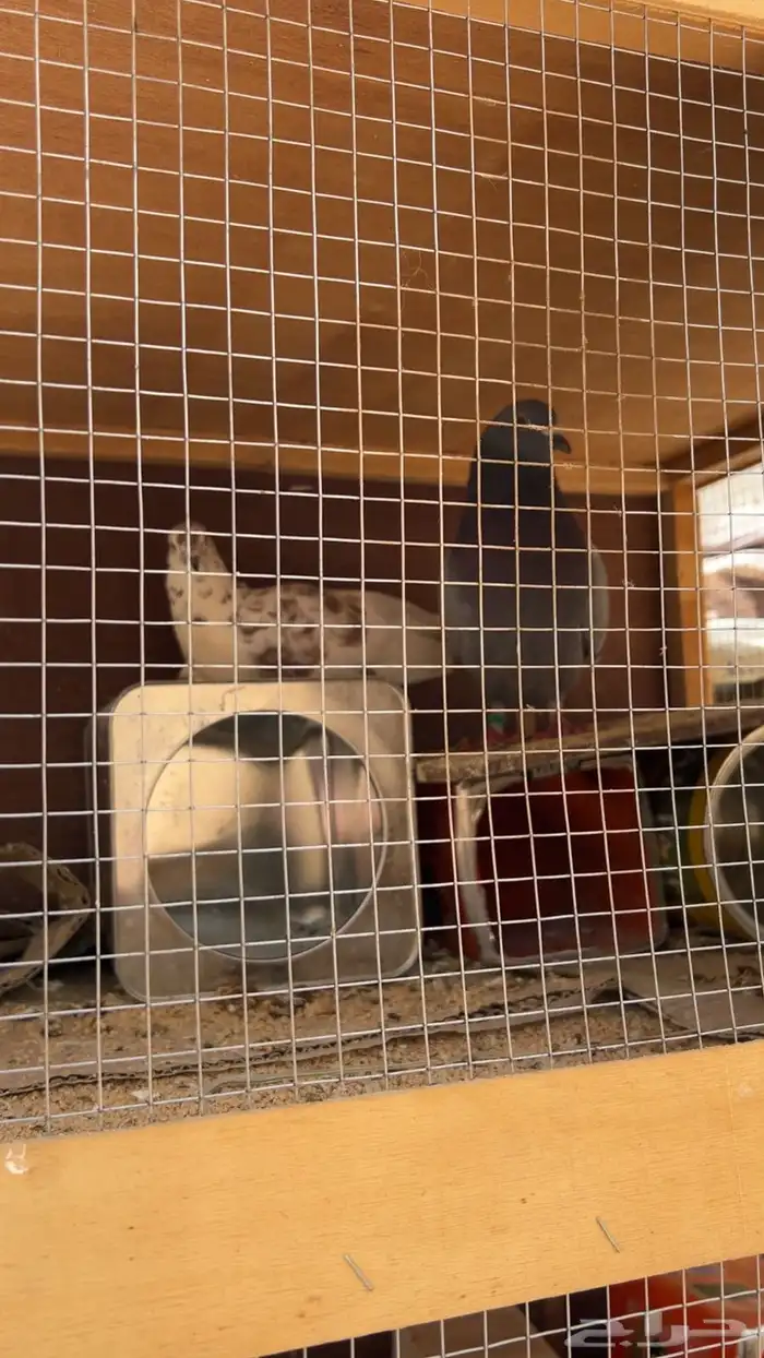 بط سمان حمام البيع مستعجل 4