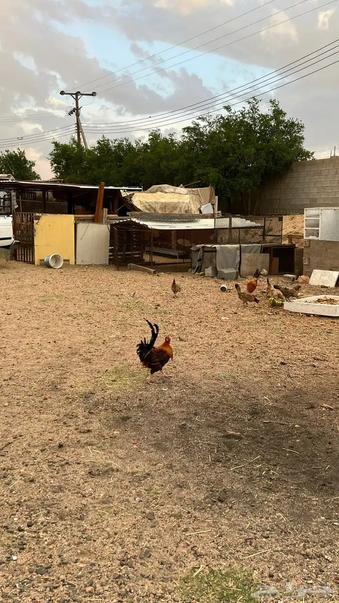 اديكه للبيع 0