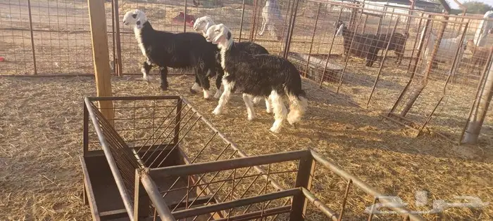طليان نجد 0