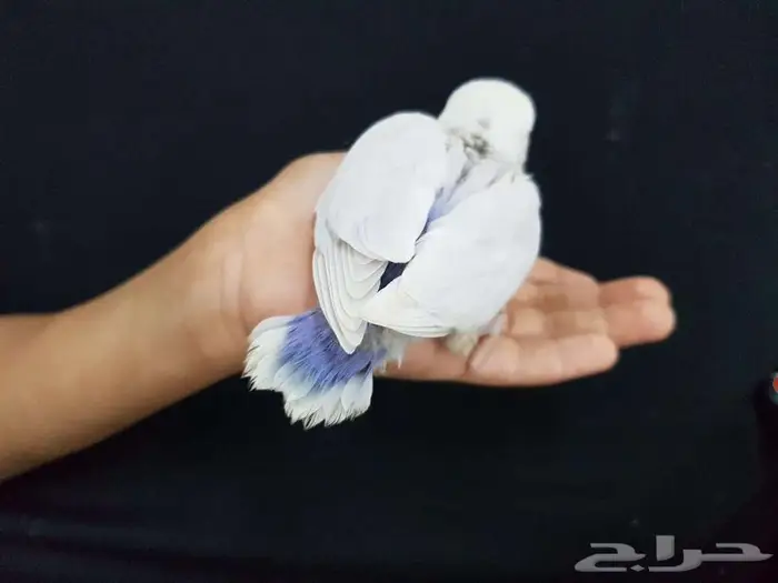 فرخ روز يقبل الغر 2