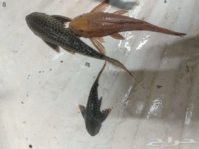 سمك زينة زبال 3