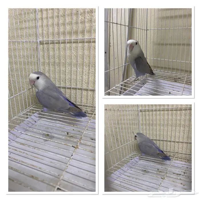 طيور 0