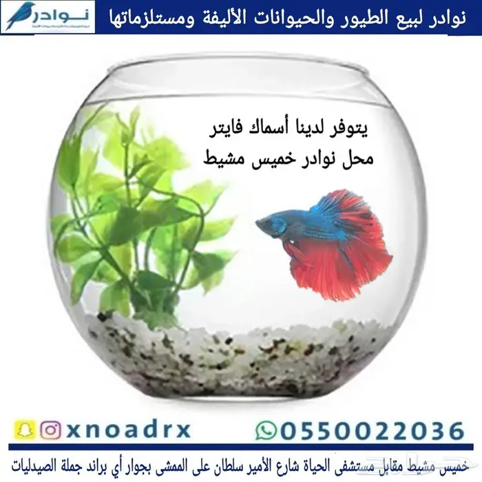 سلاحف بريه وبرمائية وسمك فايتر محل نوادر خميس مشيط 4