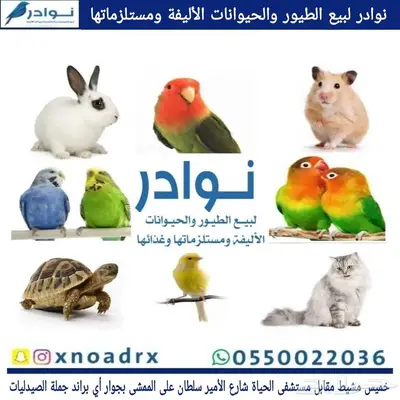 سلاحف بريه وبرمائية وسمك فايتر محل نوادر خميس مشيط 3
