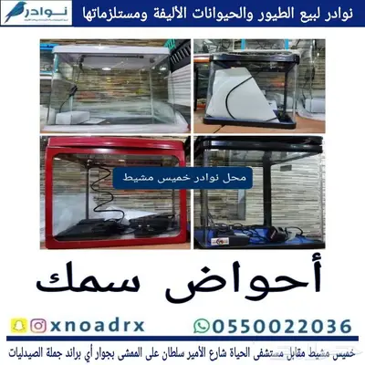 سلاحف بريه وبرمائية وسمك فايتر محل نوادر خميس مشيط 1