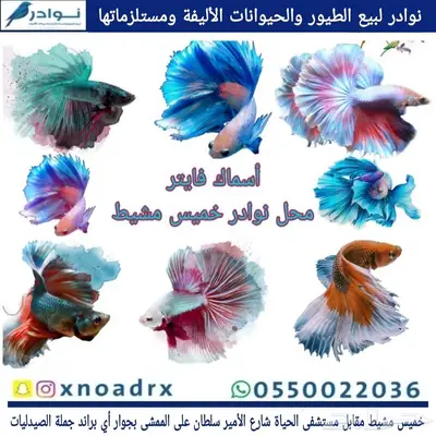 سلاحف بريه وبرمائية وسمك فايتر محل نوادر خميس مشيط 0
