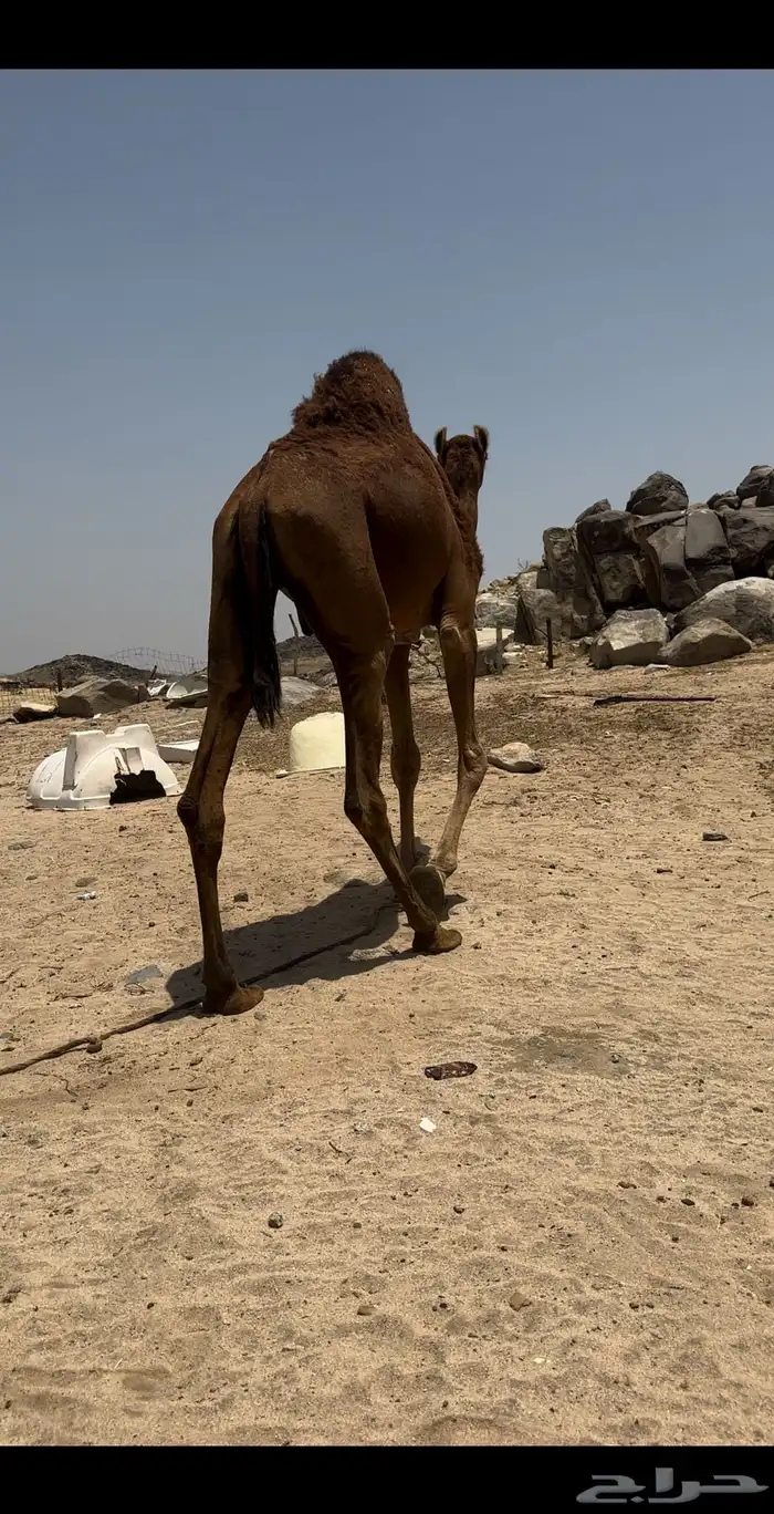 قعود يضرب السنه الاجايه 2