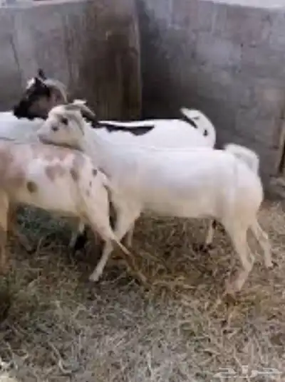 تيوس صومالي 0