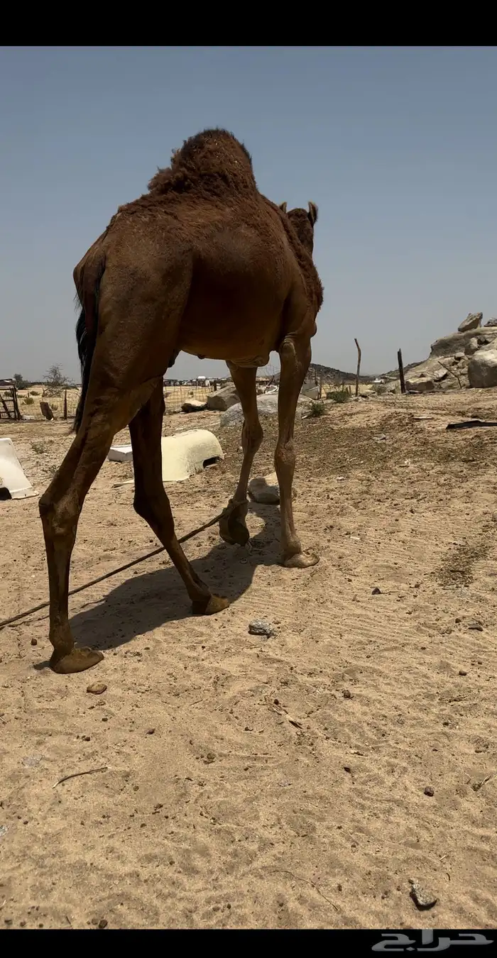 قعود يضرب السنه الاجايه 1