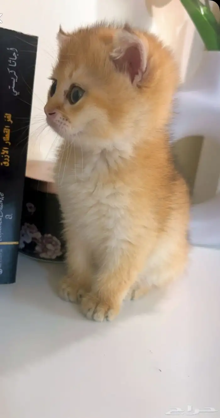 قط سكوتش فولد NY12 (تم البيع) 2