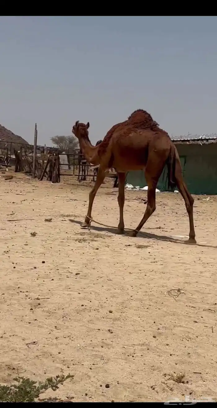 قعود يضرب السنه الاجايه 3