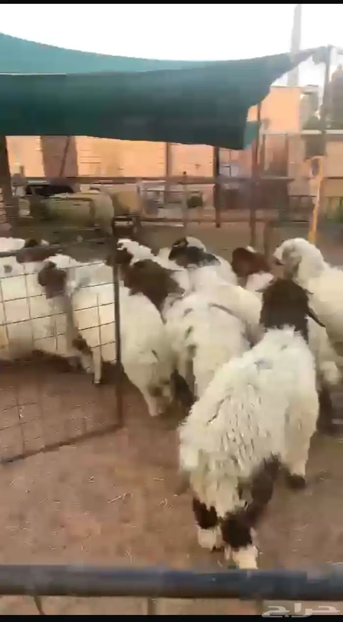 هرافى للبيع طيبه 2