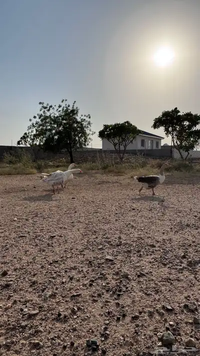 جوز وز عربي و عراقي 11