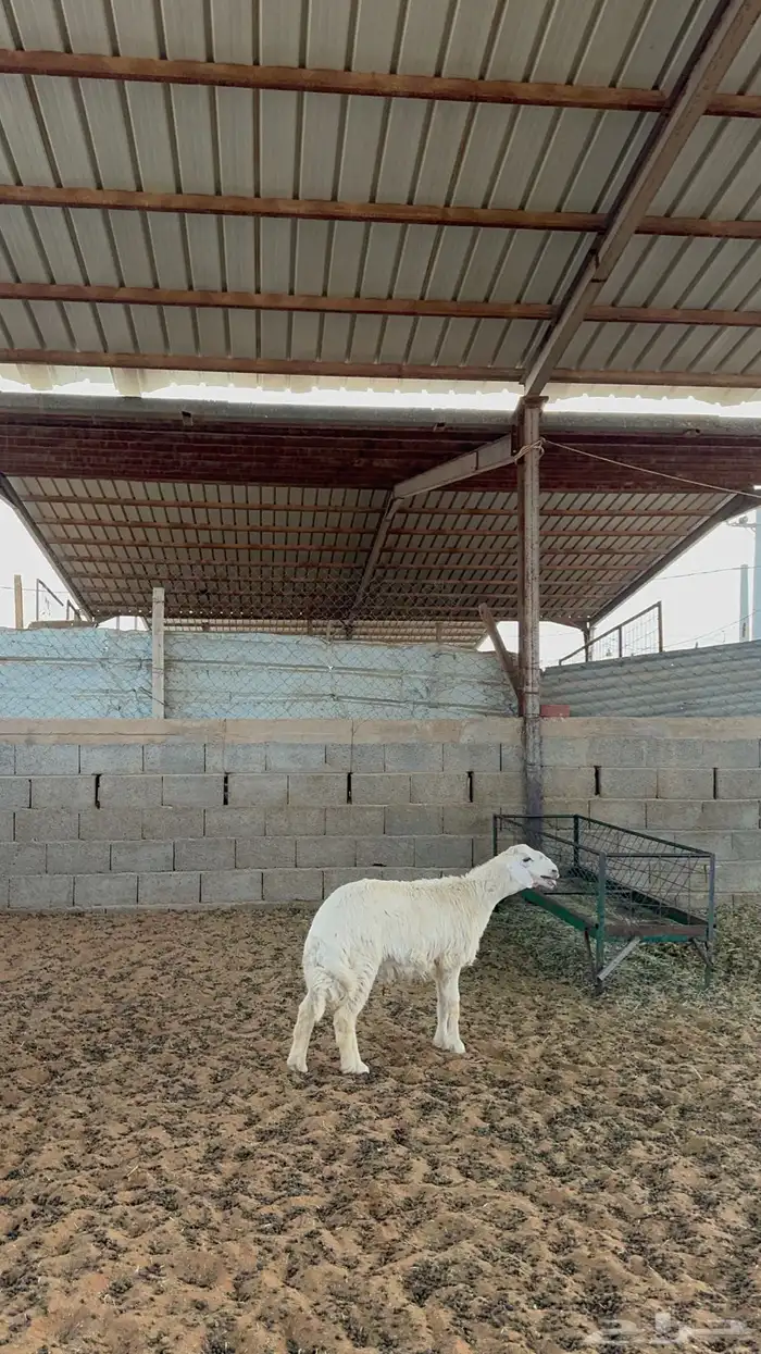 خرفان حريات 2