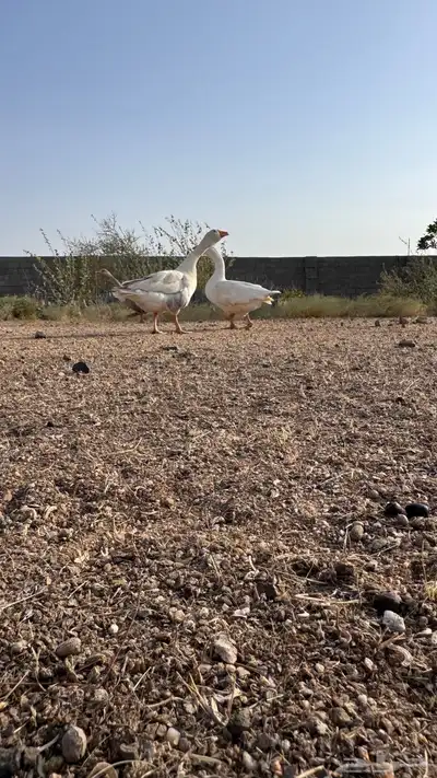 جوز وز عربي و عراقي 1