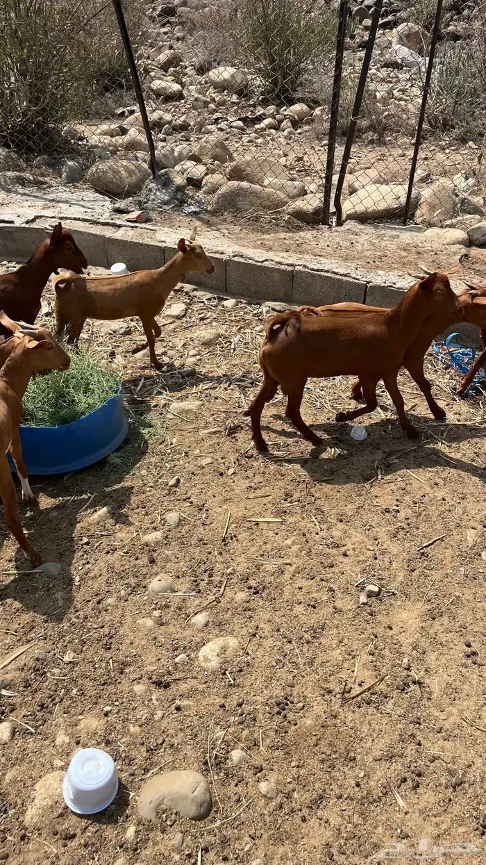 جفران للبيع 2