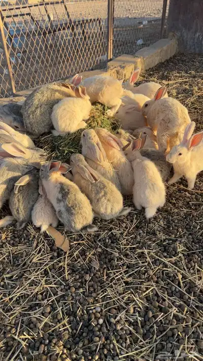أرانب عمره ثلاثة شهور ونص 0