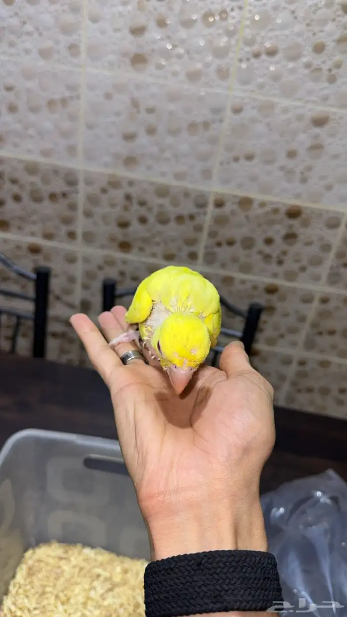 فرخ درة لاتينو تم البيع 2