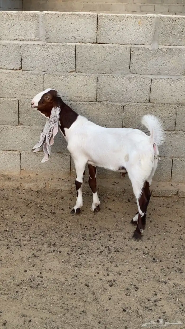 تيوس 1