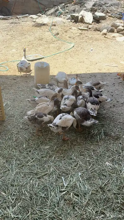وز طيب للبيع 1