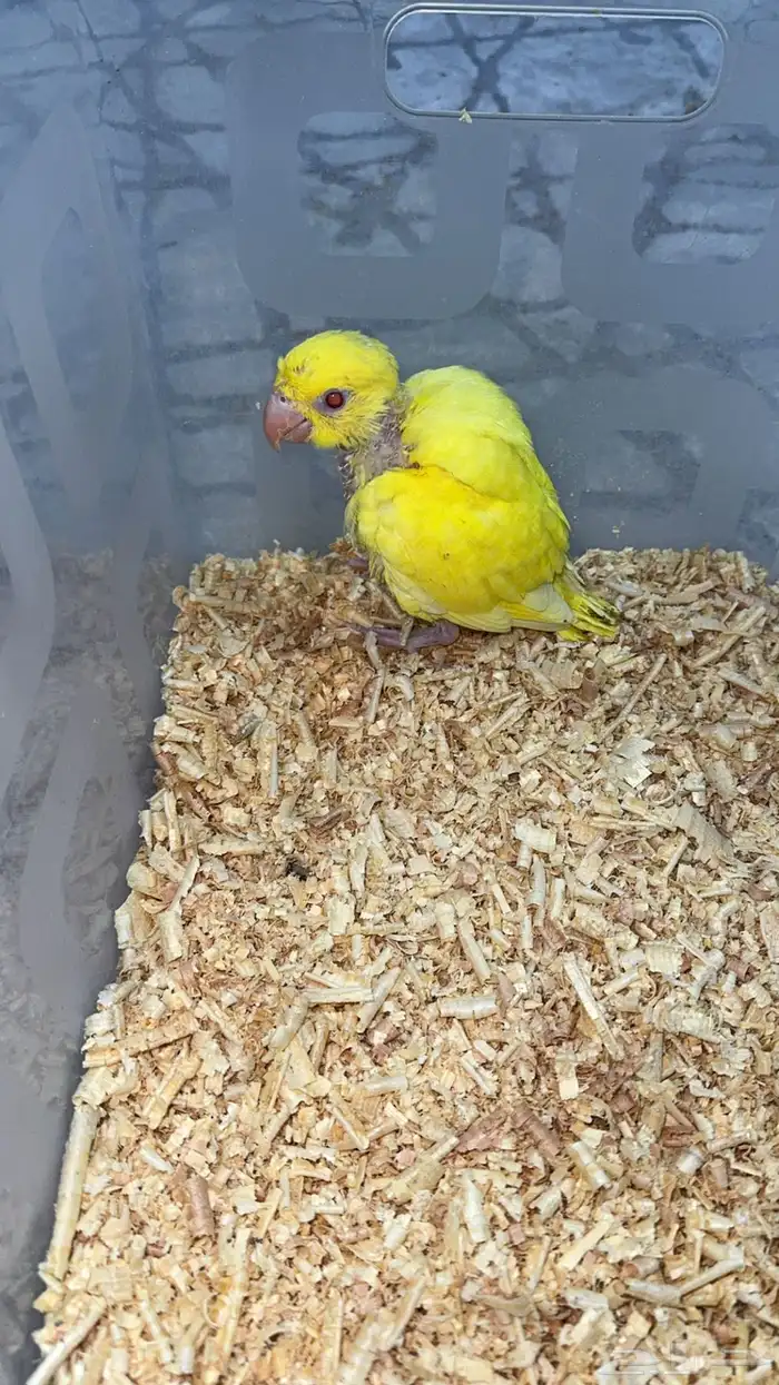 فرخ درة لاتينو تم البيع 4