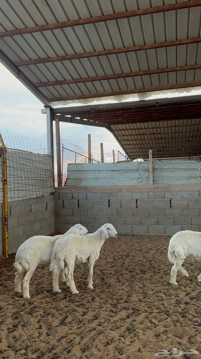 خرفان حريات 5