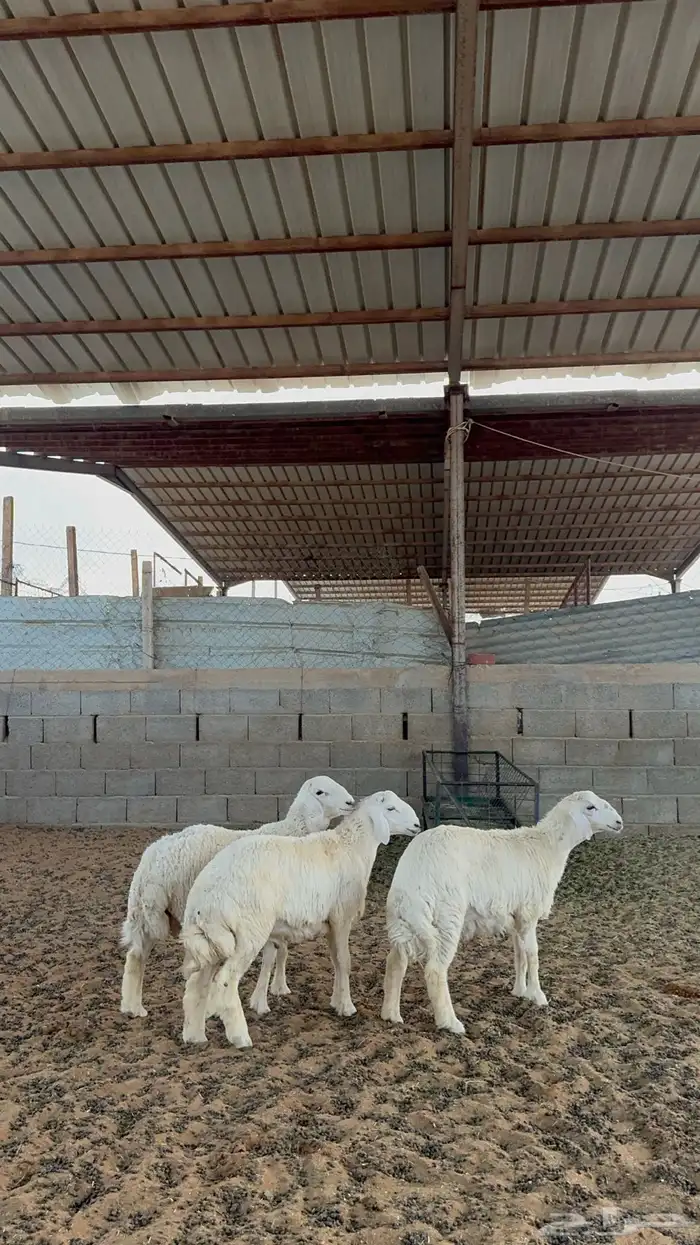 خرفان حريات 1