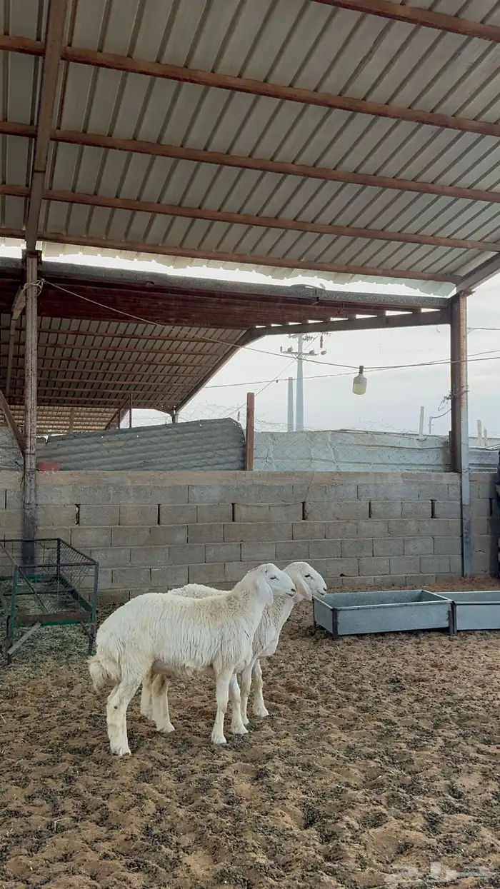 خرفان حريات 0