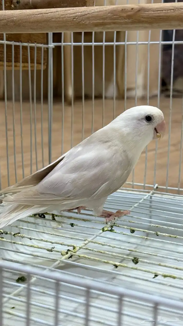 انثى روز 1