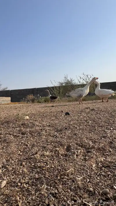 جوز وز عربي و عراقي 2