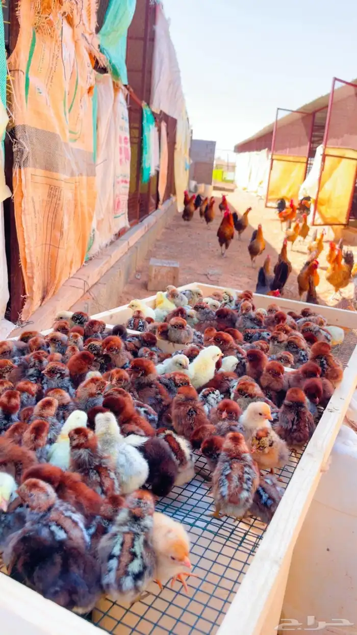 صوص 0