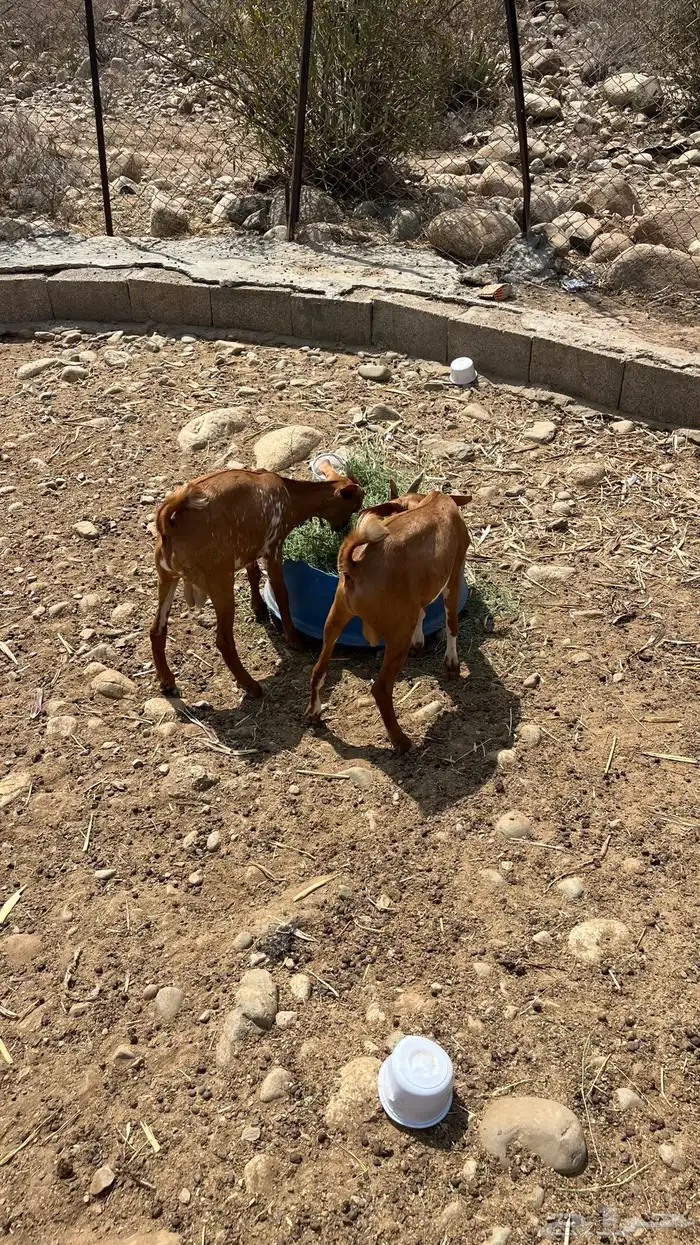 جفران للبيع 1