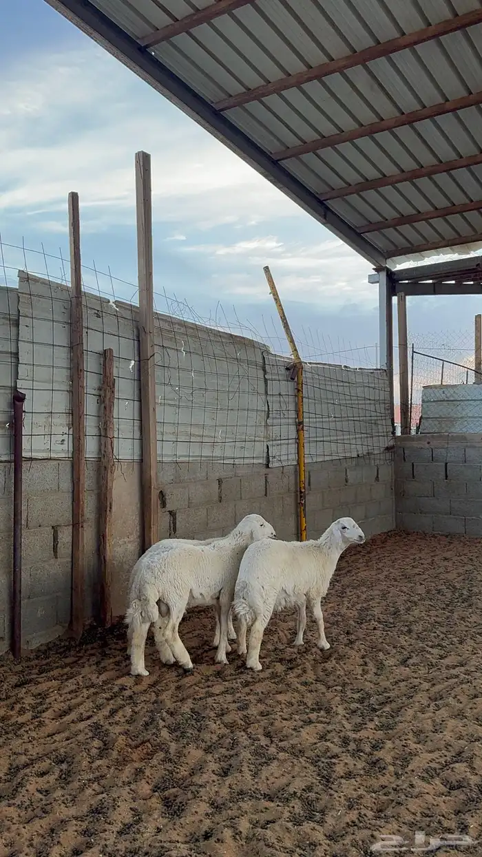 خرفان حريات 4