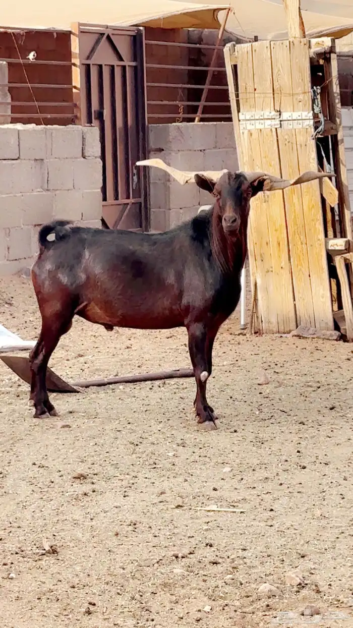 فحل ادبس 2