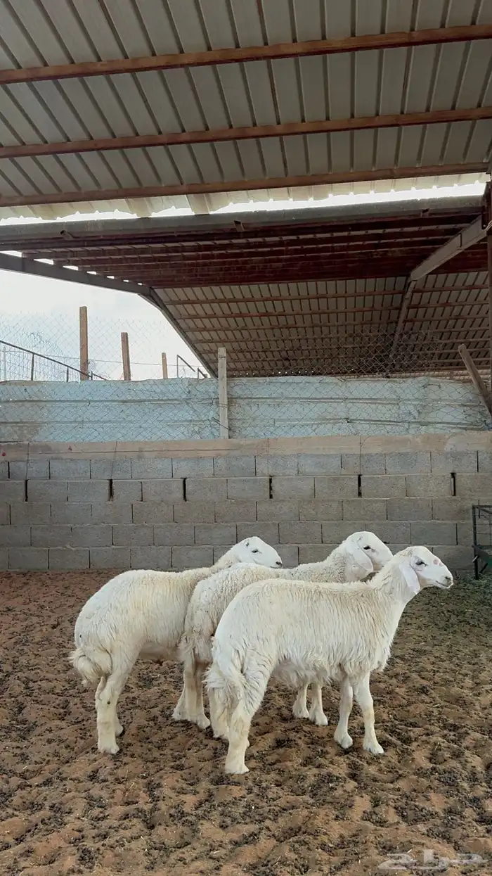 خرفان حريات 3