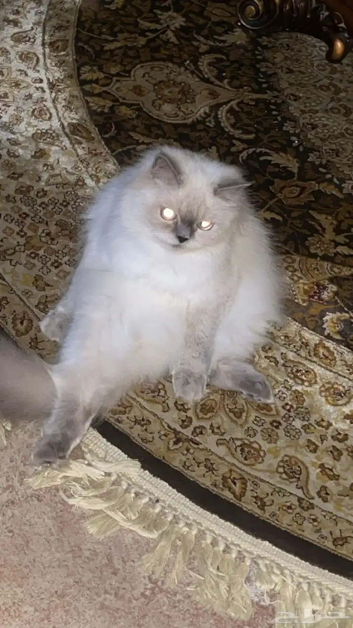 نوع بسه هملايا 4