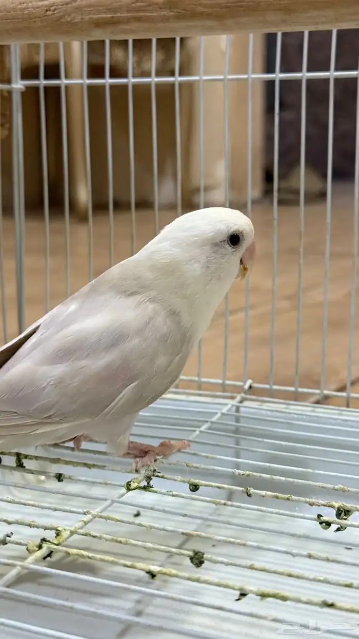 انثى روز 3